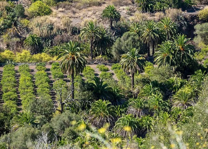 Pm237 - Paraiso Maspalomas