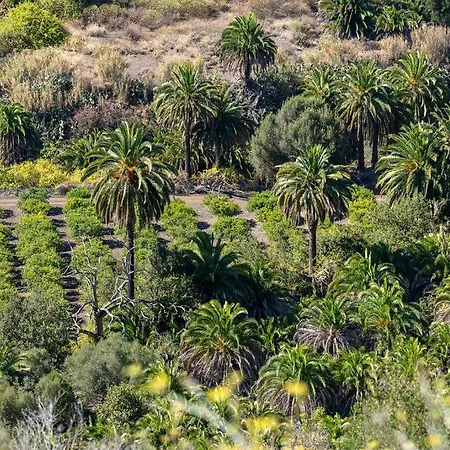 Pm237 - Paraiso Maspalomas